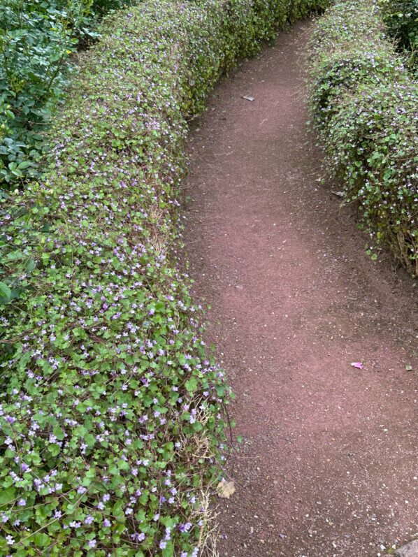 Bordure de cymbalaire, Jardin des Plantes, Rouen (76)