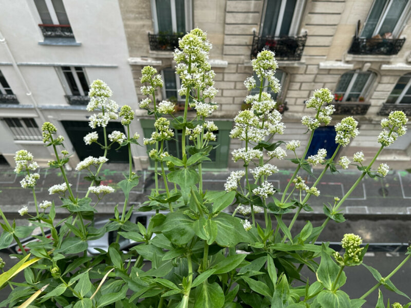 Valériane des jardins, Centranthus ruber 'Albus', au printemps sur mon balcon parisien, Paris 19e (75)