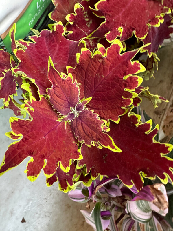 Coleus (Solenostemon) au début du printemps sur mon balcon parisien, Paris 19e (75)