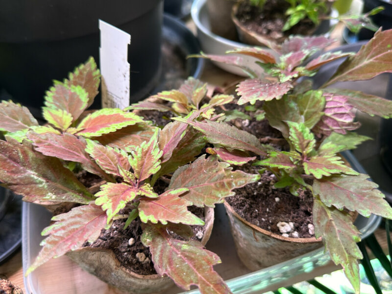 Jeunes plants de coléus (Solenostemon), plante d'intérieur, Paris 19e (75)