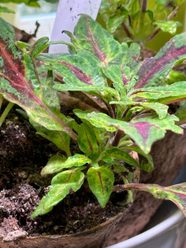 Jeunes plants de coléus (Solenostemon), plante d'intérieur, Paris 19e (75)