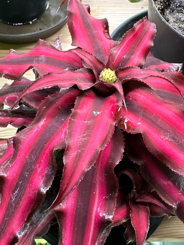 Cryptanthus 'Pineapple Star', Broméliacées, plante d'intérieur, Paris 19e (75)