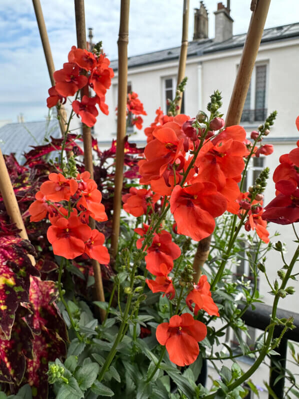 Diascia au printemps sur mon balcon parisien, Paris 19e (75)