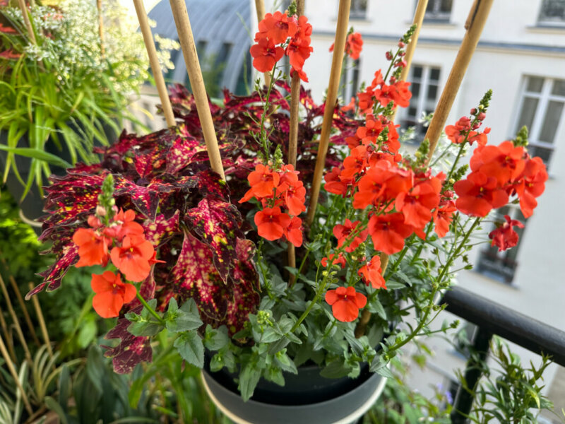 Diascia au printemps sur mon balcon parisien, Paris 19e (75)