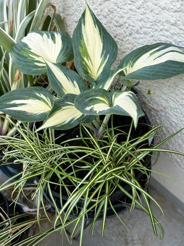 Potée d'Hosta 'Ivory Queen' et de Carex oshimensis 'Evergold' au printemps sur mon balcon parisien, Paris 19e (75)