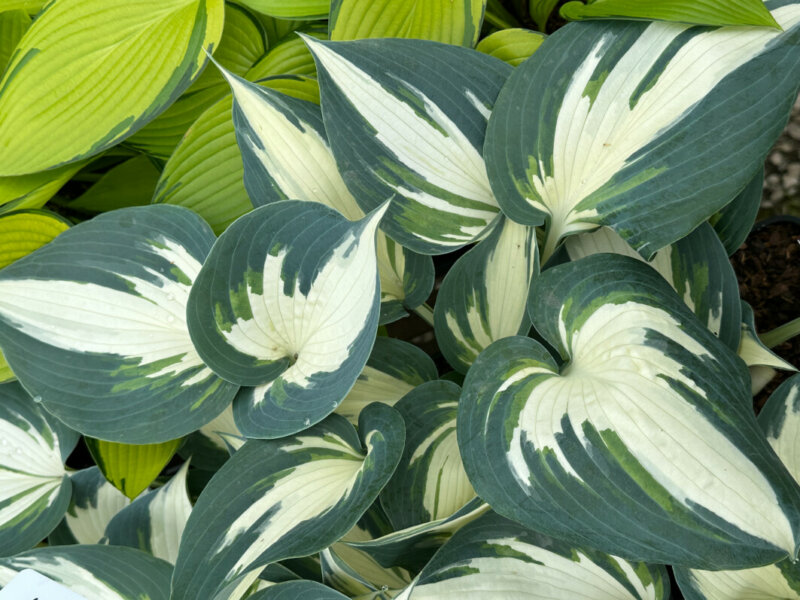 Hosta 'Ivory Queen' pendant le Festival Graines de Jardin, Jardin des Plantes, Rouen (76)