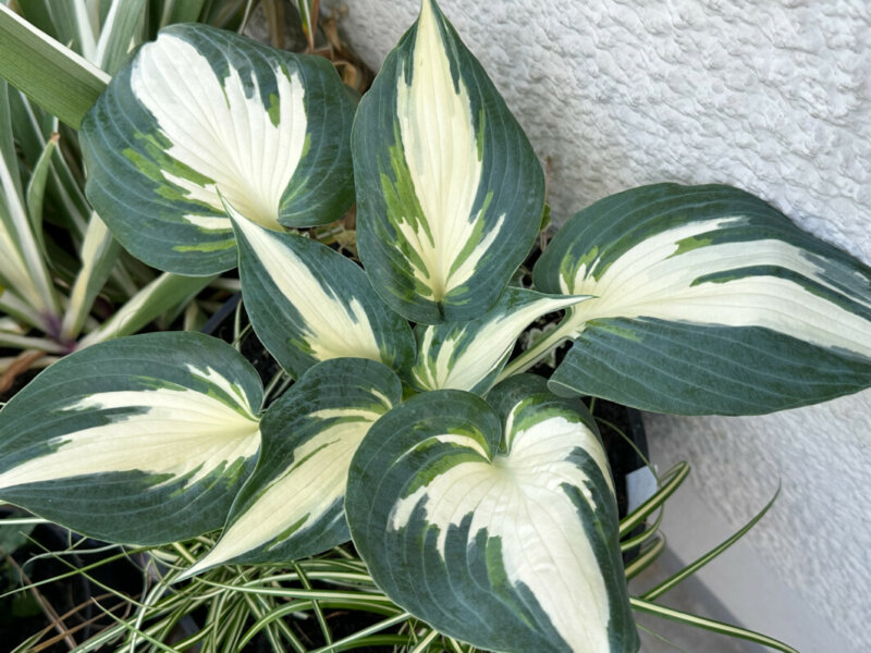 Hosta 'Ivory Queen' au printemps sur mon balcon parisien, Paris 19e (75)