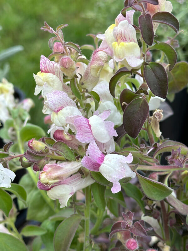 Muflier, Antirrhinum pulverulentum, Fête des Plantes, château de Saint-Jean de Beauregard, Saint-Jean de Beauregard (91)