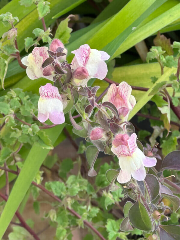 Muflier, Antirrhinum pulverulentum, au printemps sur mon balcon parisien, Paris 19e (75)