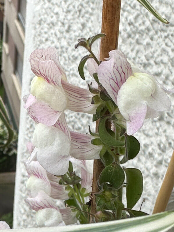 Muflier, Antirrhinum pulverulentum, au printemps sur mon balcon parisien, Paris 19e (75)