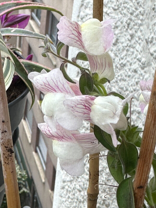 Muflier, Antirrhinum pulverulentum, au printemps sur mon balcon parisien, Paris 19e (75)