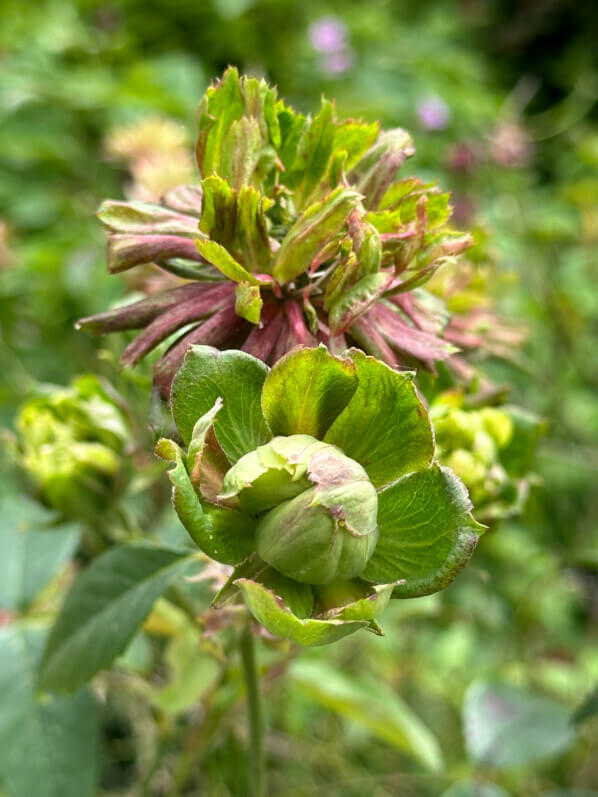 Rosa chinensis 'Viridiflora', rose, rosier, pendant le Festival Graines de Jardin, Jardin des Plantes, Rouen (76)