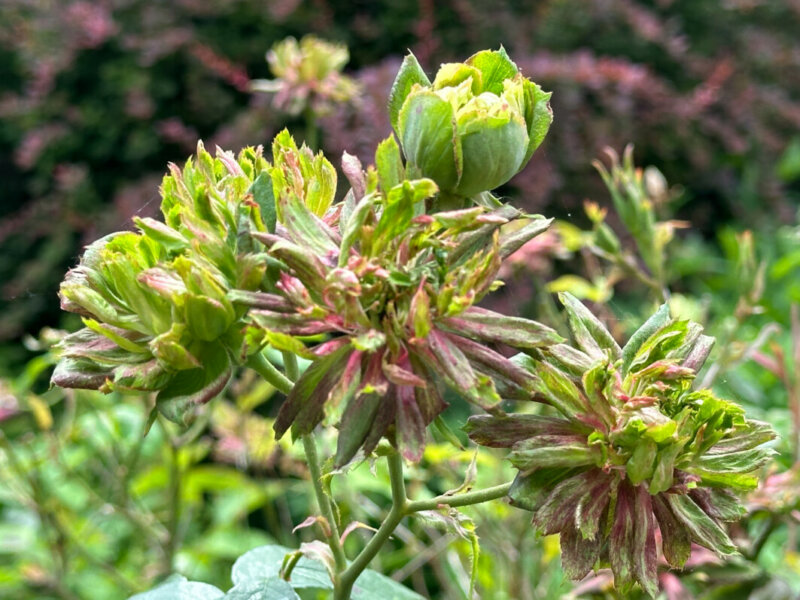 Rosa chinensis 'Viridiflora', rose, rosier, pendant le Festival Graines de Jardin, Jardin des Plantes, Rouen (76)