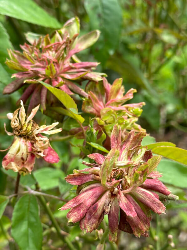 Rosa chinensis 'Viridiflora', rose, rosier, pendant le Festival Graines de Jardin, Jardin des Plantes, Rouen (76)