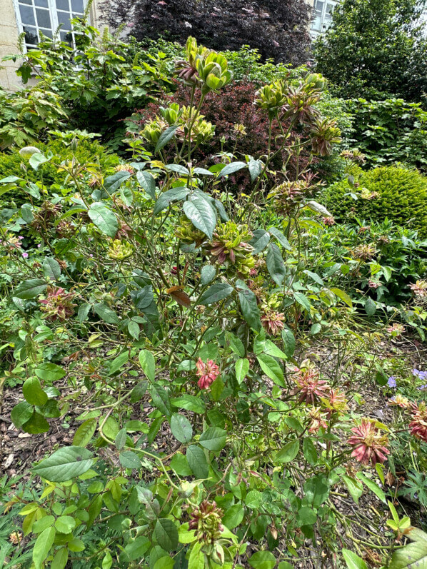 Rosa chinensis 'Viridiflora', rose, rosier, pendant le Festival Graines de Jardin, Jardin des Plantes, Rouen (76)