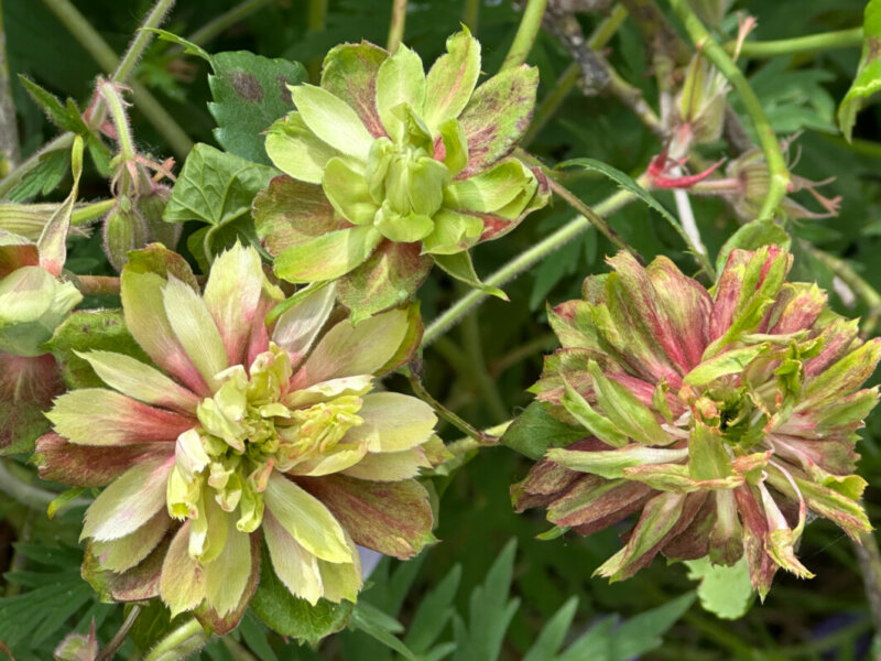 Rosa chinensis 'Viridiflora', rose, rosier, pendant le Festival Graines de Jardin, Jardin des Plantes, Rouen (76)