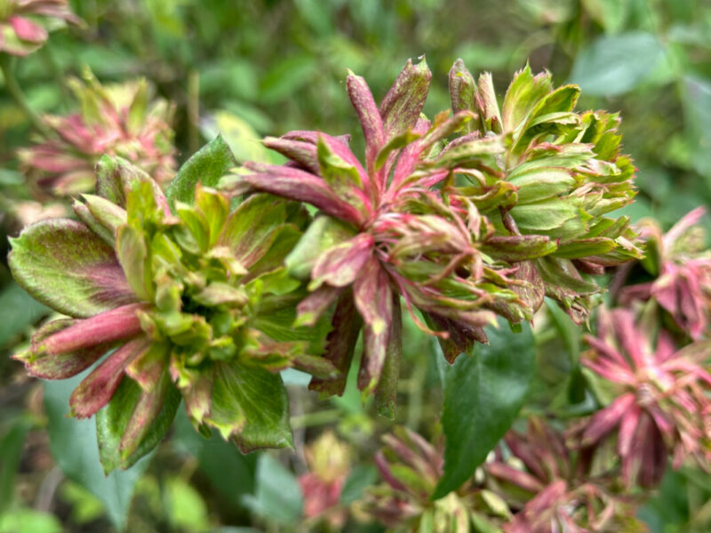 Rosa chinensis 'Viridiflora', rose, rosier, pendant le Festival Graines de Jardin, Jardin des Plantes, Rouen (76)