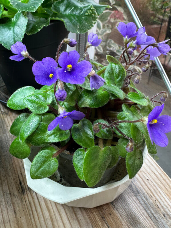 Streptocarpus (Saintpaulia) Tiny Wood Trail, Gesnériacées, plante d'intérieur, Paris 19e (75)