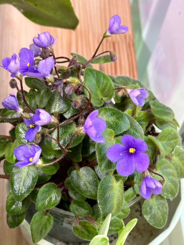 Streptocarpus (Saintpaulia) Tiny Wood Trail, Gesnériacées, plante d'intérieur, Paris 19e (75)