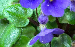 Streptocarpus (Saintpaulia) Tiny Wood Trail, Gesnériacées, plante d'intérieur, Paris 19e (75)