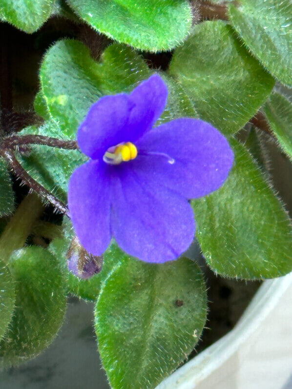 Streptocarpus (Saintpaulia) Tiny Wood Trail, Gesnériacées, plante d'intérieur, Paris 19e (75)