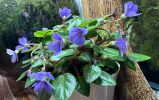 Streptocarpus (Saintpaulia) Tiny Wood Trail, Gesnériacées, plante d'intérieur, Paris 19e (75)