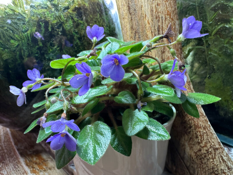 Streptocarpus (Saintpaulia) Tiny Wood Trail, Gesnériacées, plante d'intérieur, Paris 19e (75)