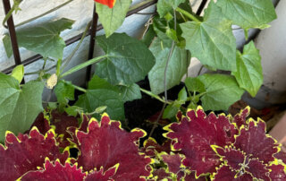 Suzanne aux yeux noirs (Thunbergia alata) Tangerine Slice et coléus (Solenostemon) au printemps sur mon balcon parisien, Paris 19e (75)