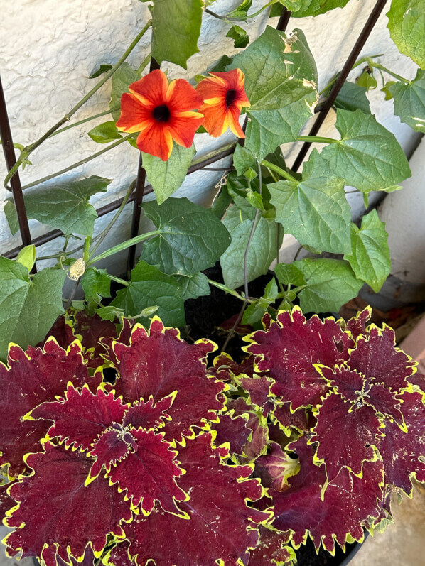 Suzanne aux yeux noirs (Thunbergia alata) Tangerine Slice et coléus (Solenostemon) au printemps sur mon balcon parisien, Paris 19e (75)