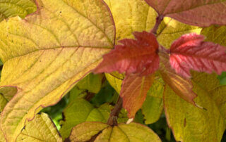 Viburnum opulus Oh Canada, viorne, Journées des Plantes de Chantilly, château de Chantilly, Chantilly (60)