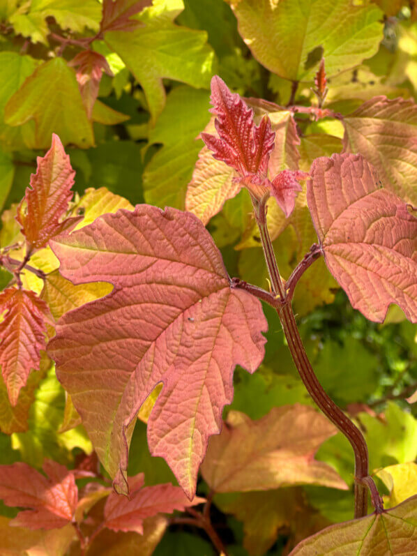 Viburnum opulus Oh Canada, viorne, Journées des Plantes de Chantilly, château de Chantilly, Chantilly (60)