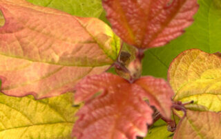 Viburnum opulus Oh Canada, viorne, Journées des Plantes de Chantilly, château de Chantilly, Chantilly (60)
