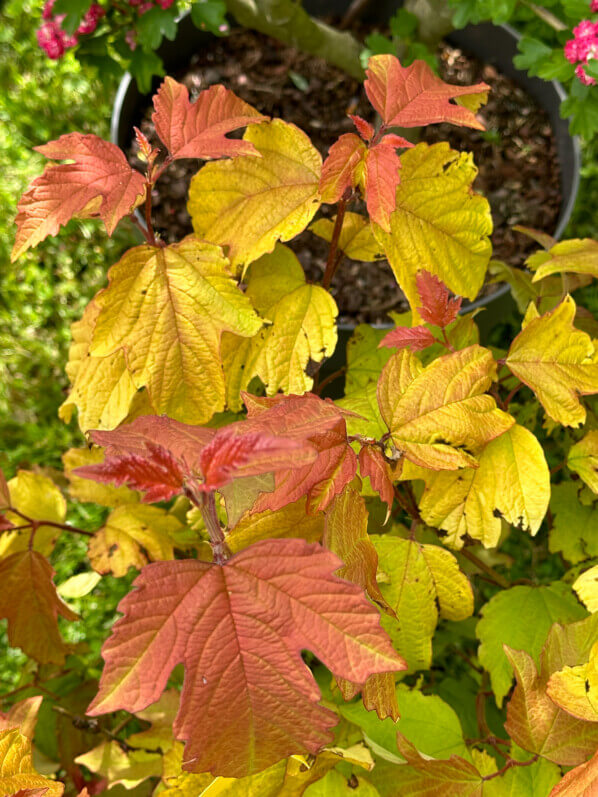 Viburnum opulus Oh Canada, viorne, Journées des Plantes de Chantilly, château de Chantilly, Chantilly (60)