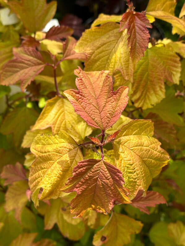 Viburnum opulus Oh Canada, viorne, Journées des Plantes de Chantilly, château de Chantilly, Chantilly (60)