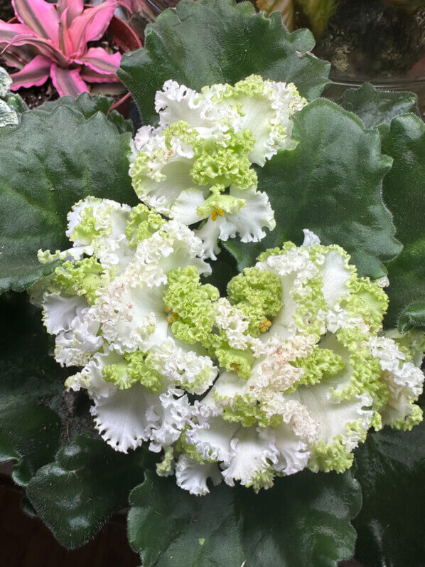 Streptocarpus (Saintpaulia) hybride à fleurs frisottées, plante d'intérieur, Paris 19e (75)