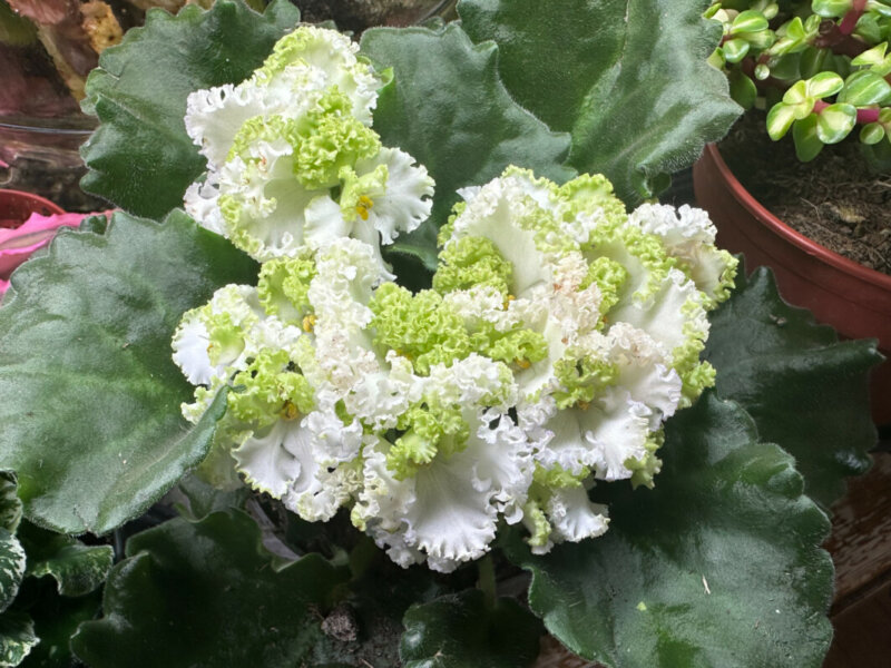 Streptocarpus (Saintpaulia) hybride à fleurs frisottées, plante d'intérieur, Paris 19e (75)