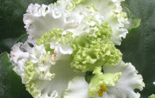 Streptocarpus (Saintpaulia) hybride à fleurs frisottées, plante d'intérieur, Paris 19e (75)