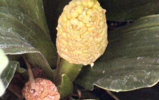 Rohdée du Japon, Rohdea japonica, plante vivace, au printemps sur mon balcon parisien, Paris 19e (75)