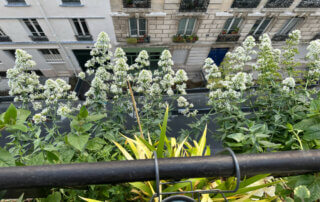 Bordure de valérianes des jardins sur mon balcon parisien, Paris 19e (75)