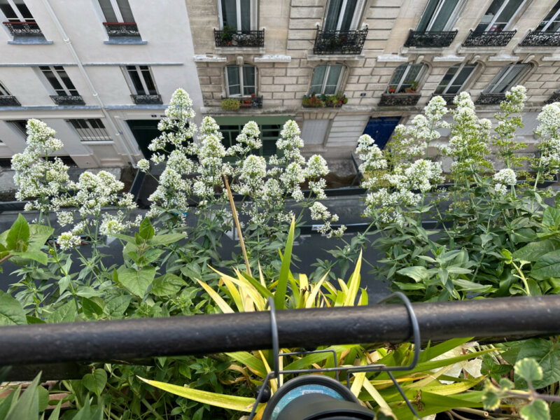 Bordure de valérianes des jardins sur mon balcon parisien, Paris 19e (75)