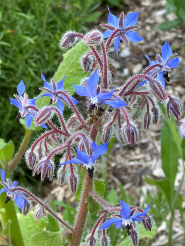 Abeille butinant une fleur de bourrache, Festival international des jardins, Domaine de Chaumont-sur-Loire, Chaumont-sur-Loire (41)