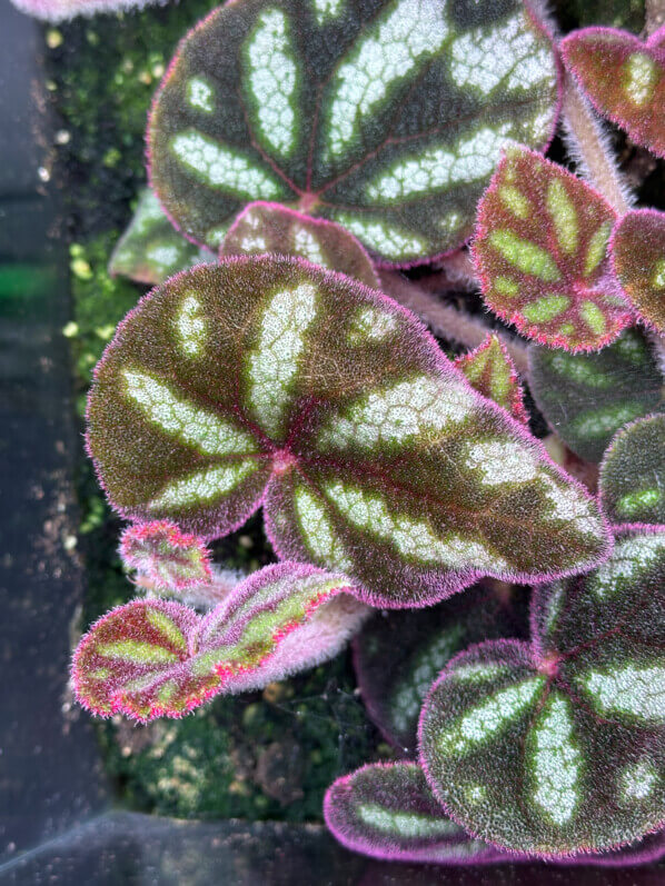 Begonia datii, Bégoniacées, plante d'intérieur, terrarium, Paris 19e (75)