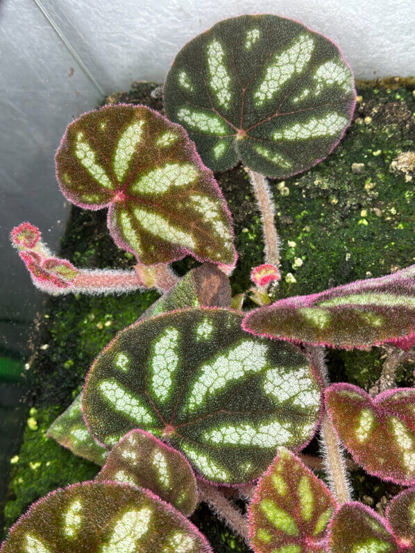 Begonia datii, Bégoniacées, plante d'intérieur, terrarium, Paris 19e (75)