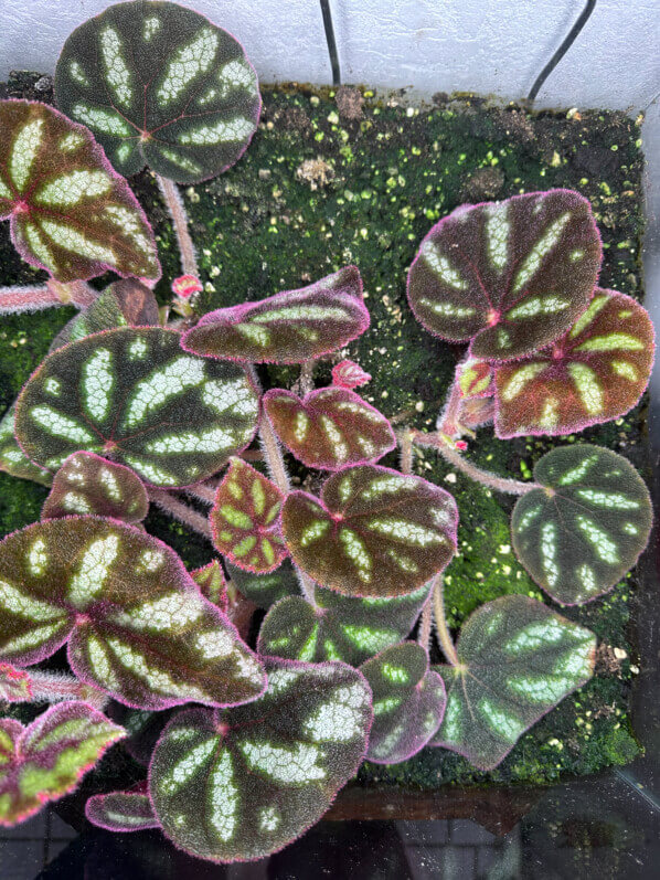 Begonia datii, Bégoniacées, plante d'intérieur, terrarium, Paris 19e (75)