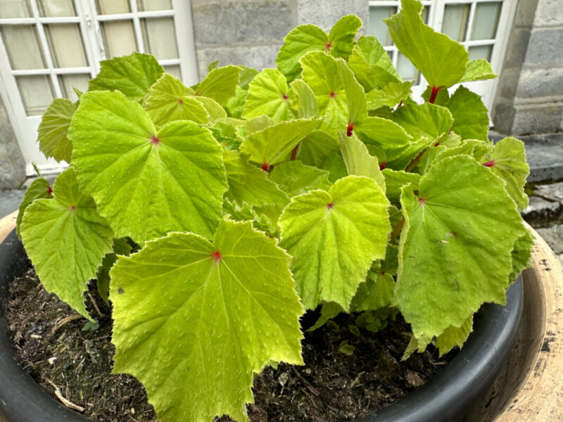 Begonia grandis 'Marie-Ange', Bégoniacées, Fête des Plantes, château de Saint-Jean de Beauregard, Saint-Jean de Beauregard (91)