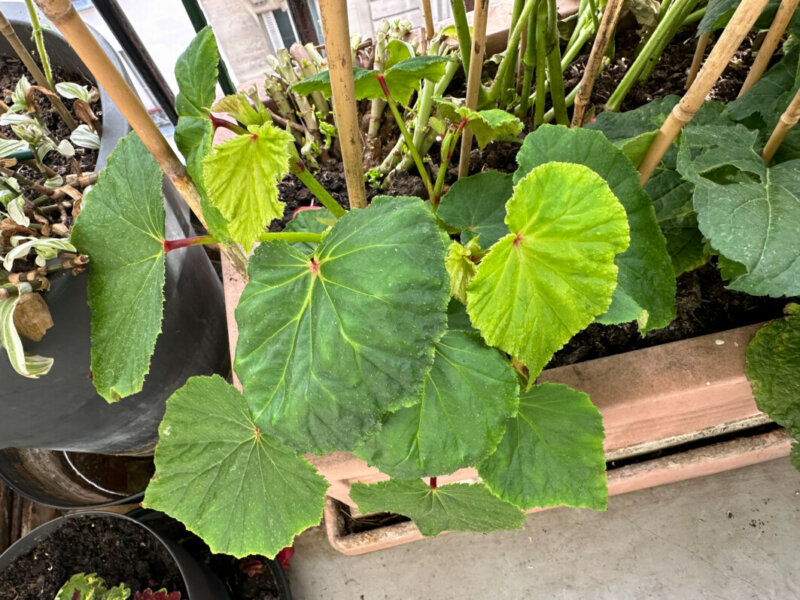 Begonia grandis 'Marie-Ange' en été sur mon balcon, Paris 19e (75)