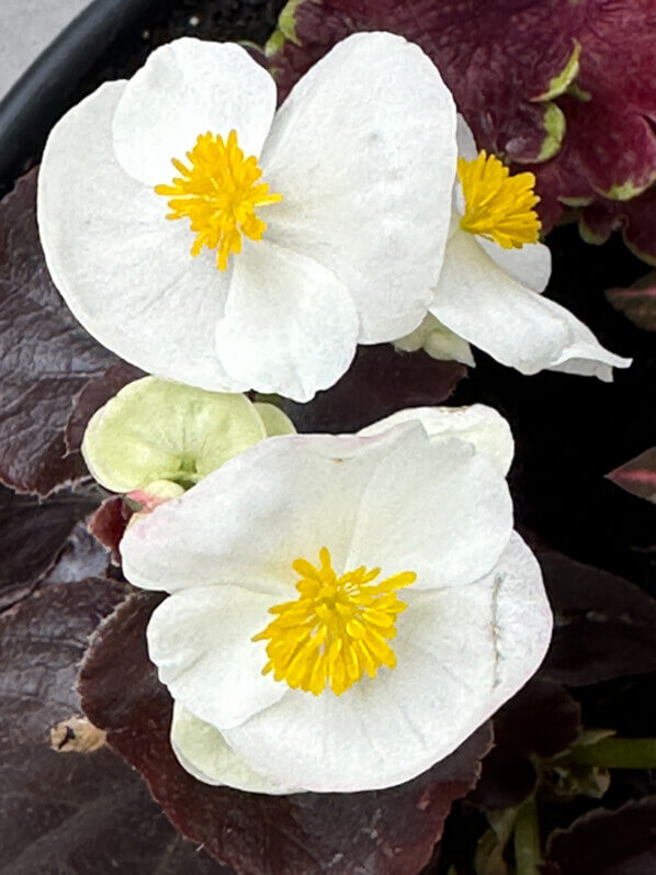 Begonia semperflorens feuillage pourpre et fleurs simples blanches, au printemps sur mon balcon parisien, Paris 19e (75)