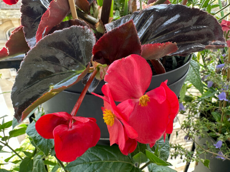 Begonia semperflorens hybride au printemps sur mon balcon parisien, Paris 19e (75)