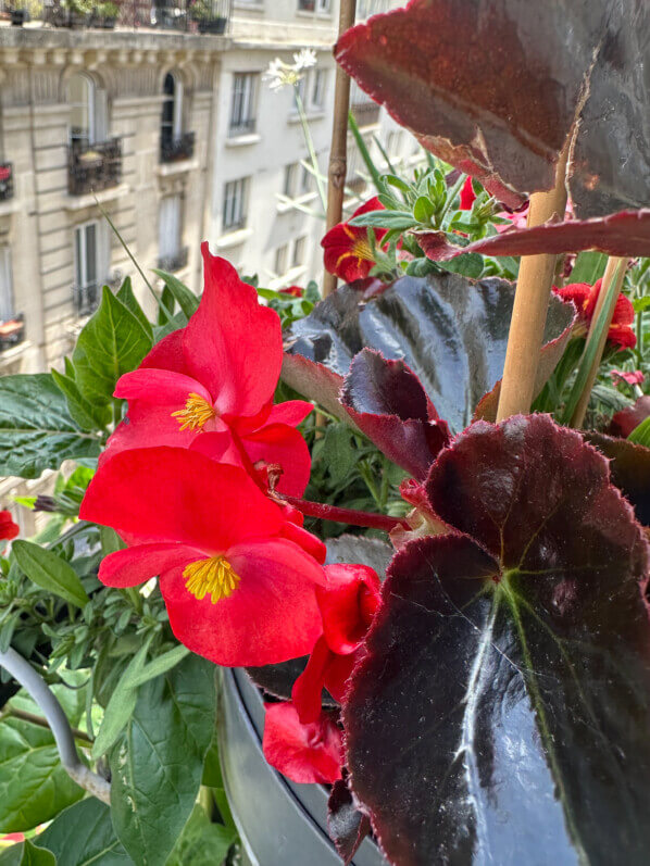 Begonia semperflorens hybride au printemps sur mon balcon parisien, Paris 19e (75)