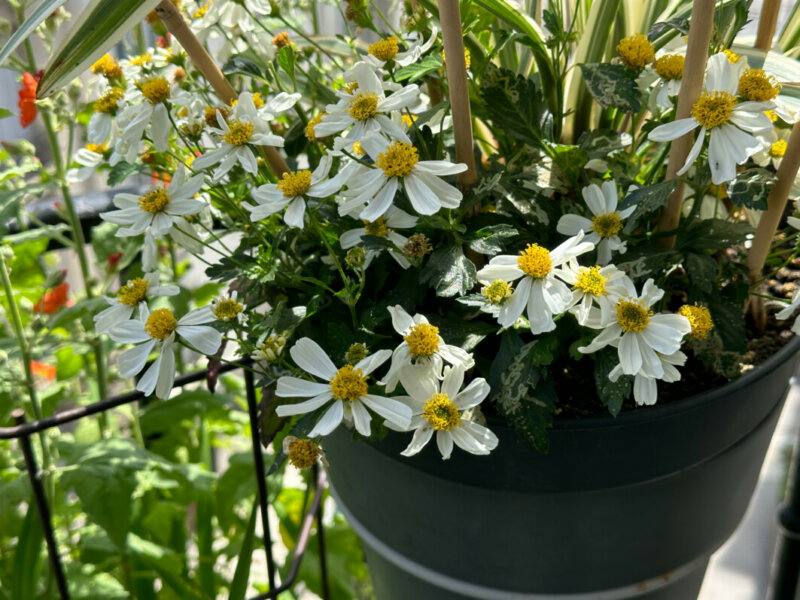 Bidens à port compact au printemps sur mon balcon parisien, Paris 19e (75)